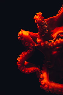 polvo marrom, polvo, tentáculos, vermelho, mundo subaquático, HD papel de parede HD wallpaper