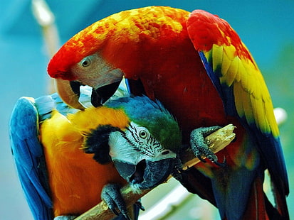 vögel, blau und gelb, costa, aras, papageien, rica, scharlach, HD-Hintergrundbild HD wallpaper
