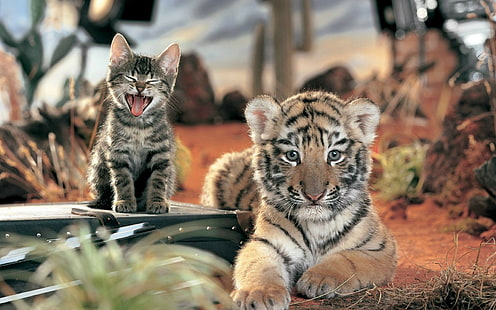 虎、猫、動物の赤ちゃん、動物、 HDデスクトップの壁紙 HD wallpaper
