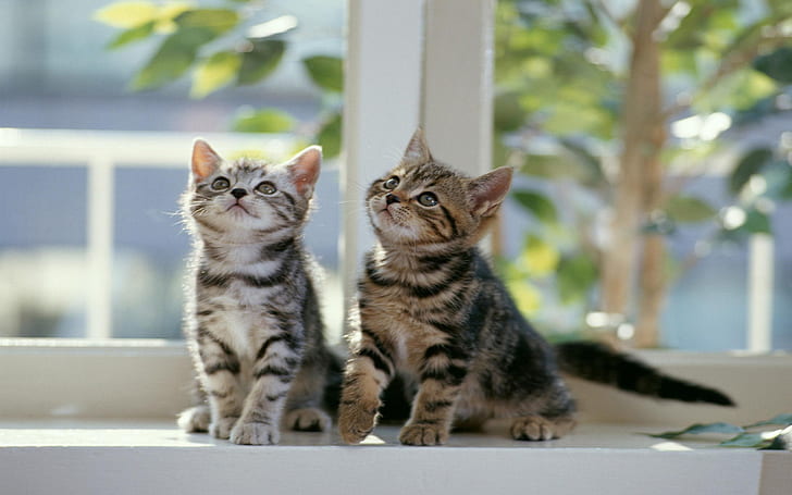 Twin Cats, cute, small, curious, HD wallpaper