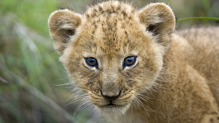 Young Lion Cub, Masai Mara, Kenya, Africa, masai mara, kenya, young lion cub, africa, animals, HD wallpaper