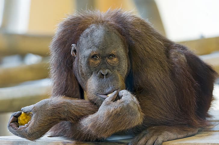monkey, the primacy of, orangutan, HD wallpaper