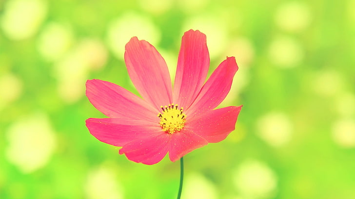 pink petaled flower, bunga, bunga pink, Kosmos (bunga), tanaman, Wallpaper HD