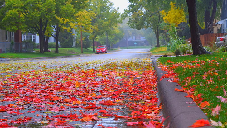 Дъждовна есен в Минесота, HD тапет