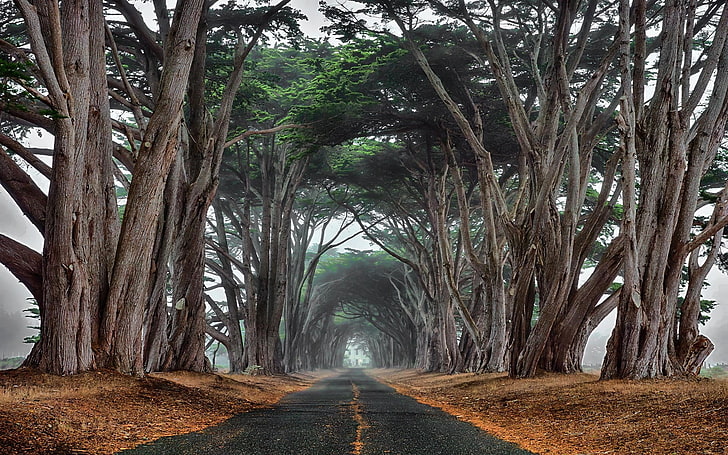 green leafed trees, landscape, nature, cypress, road, trees, mist, tunnel, ancient, HD wallpaper