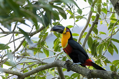 toucan noir et orange, toucan, oiseau, branche, bec, Fond d'écran HD HD wallpaper