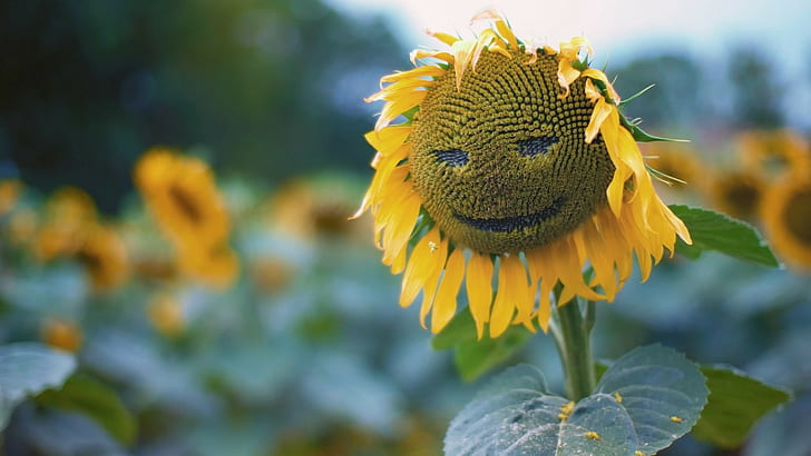 natur, laub, closeup, makro, pflanzen, grünfläche, sonnenblumen, smiley, schärfentiefe, HD-Hintergrundbild