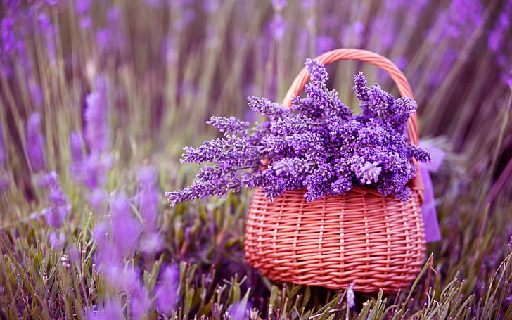 Bunga Lavender yang indah, lavender, cantik, bunga indah, bunga ungu, Wallpaper HD