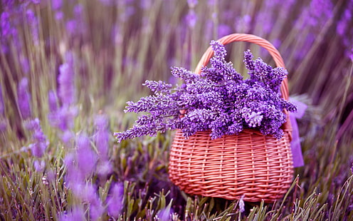 Hermosas flores de lavanda, lavanda, hermosas, hermosas flores, flores de color púrpura, Fondo de pantalla HD HD wallpaper