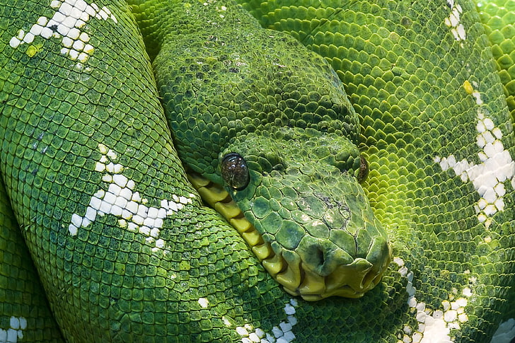 animal, creature, eyes, green, green tree python, head, python, risk, scale, serpentes, snake, snakehead, snakes, HD wallpaper