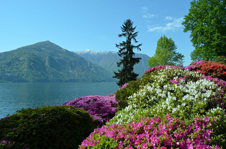 Jardin de fleurs près de plan d'eau sous le ciel bleu, Lago di Como, Lago di Como, voyage, Lago di Como, jardin de fleurs, plan d'eau, ciel bleu, ciel Italie, Lac de Côme, Tremezzo, nature, montagne, fleur, lac,été, bleu, dehors, paysage, ciel, scénique, beauté dans la nature, Fond d'écran HD