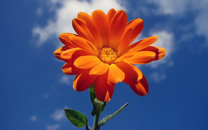 オレンジ色の素敵な花、オレンジ色のマルチの花びらの花、 HDデスクトップの壁紙