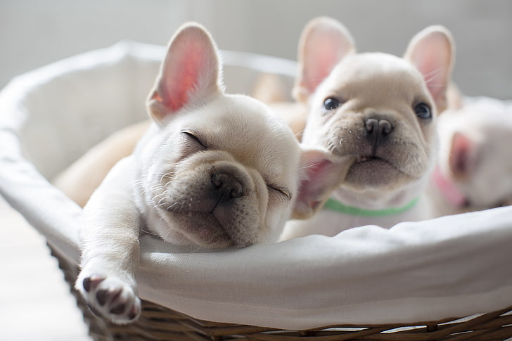 two fawn French bulldog puppies, dogs, comfort, puppies, HD wallpaper