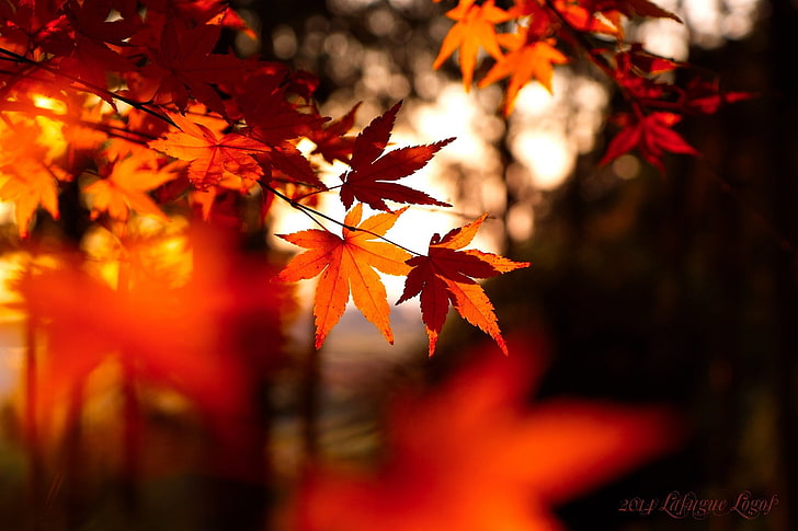 photo of maple leaf, leaves, fall, depth of field, HD wallpaper