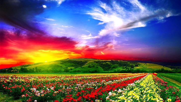 czerwone i żółte kwiaty ogrodowe, kwiaty, pole, piękne, Tapety HD