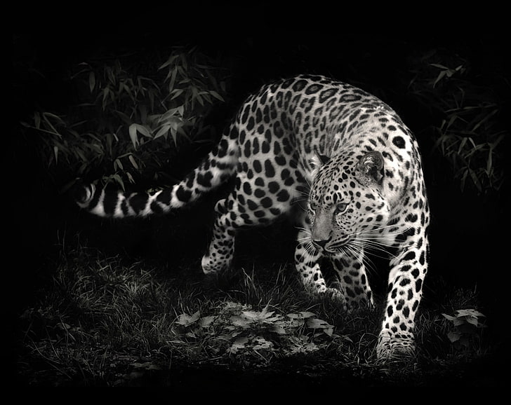 animals, leopard, Photo Manipulation, HD wallpaper