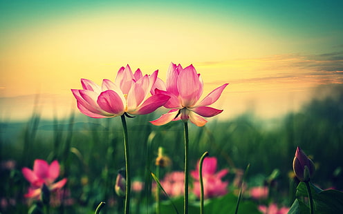Teratai merah muda, bunga saat matahari terbenam, Merah muda, Teratai, Bunga, Matahari terbenam, Wallpaper HD HD wallpaper