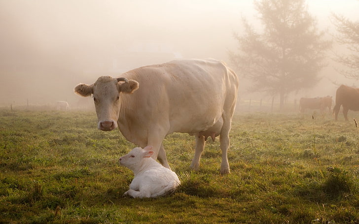 cow and calf, cow, calf, grass, care, animals, HD wallpaper