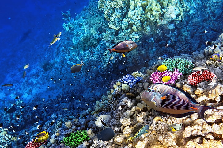 바다 해저 암초 이국적인 해양 물고기 바탕 화면 배경 배경 Hd, HD 배경 화면