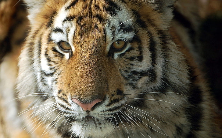 cara de tigre, gato, animales, tigre, Fondo de pantalla HD