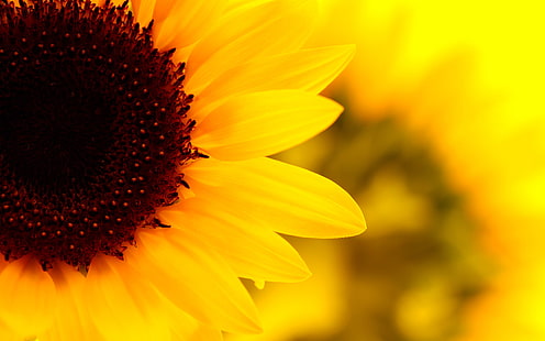 Ярък жълт слънчоглед, жълт слънчоглед, природа, цветя, HD тапет HD wallpaper