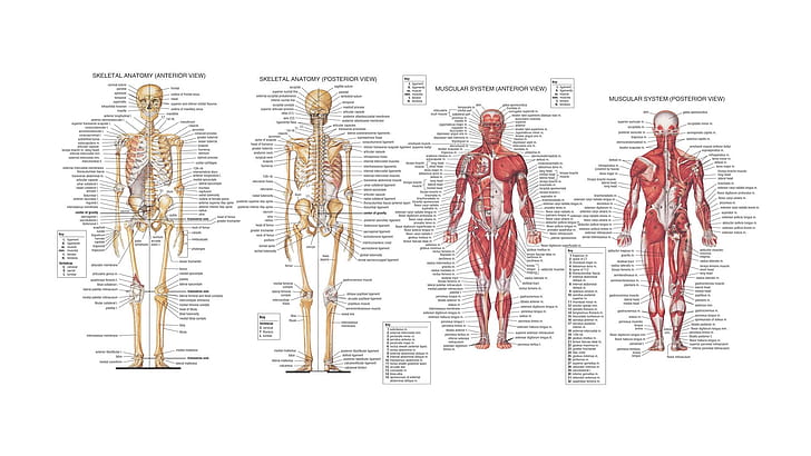 تشريح الإنسان HD ، علم التشريح ، الجسم ، العظام ، الإنسان ، العضلات، خلفية HD