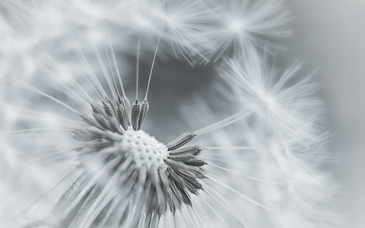 fleur de pissenlit blanche, pissenlit, fleur, plumes, graines, noir et blanc, Fond d'écran HD