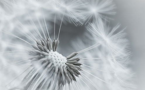 white dandelion flower, dandelion, flower, feathers, seeds, black and white, HD wallpaper HD wallpaper