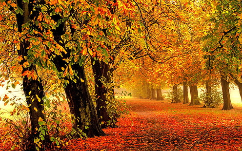 Nature autumn, forest, park, trees, leaves, colorful, road, Nature, Autumn, Forest, Park, Trees, Leaves, Colorful, Road, HD wallpaper HD wallpaper