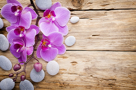 pink flowers, stones, wood, Orchid, pink, flowers, HD wallpaper HD wallpaper