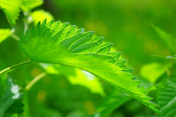 الورقة الخضراء ، نبات القراص ، ورقة الشجر ، المقربة، خلفية HD