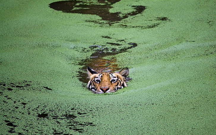 fotografía, tigre, natación, Fondo de pantalla HD