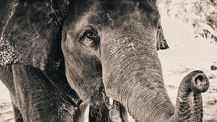 gajah, closeup, abu-abu, hewan, monokrom, margasatwa, Wallpaper HD