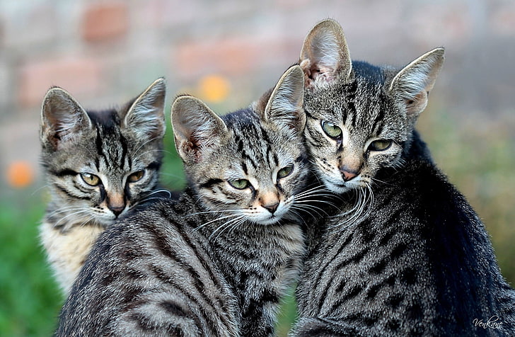 three silver tabby kittens, cat, kittens, look, HD wallpaper