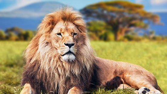 brunt lejon, lejon, djur, HD tapet HD wallpaper