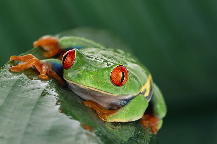 животни, дивата природа, природата, жаба, земноводни, червенооки дървесни жаби, HD тапет