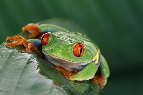 animals, wildlife, nature, frog, amphibian, Red-Eyed Tree Frogs, HD wallpaper HD wallpaper
