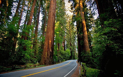 green leaf tree, road, sequoias, redwood, nature, landscape, forest, HD wallpaper HD wallpaper