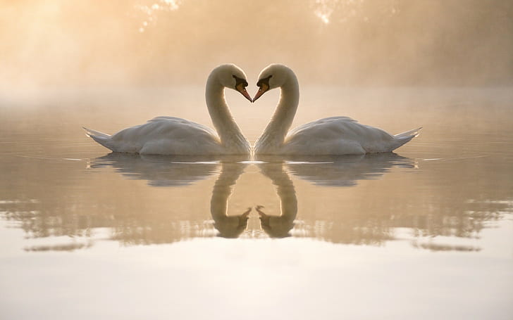 loving, swans, HD wallpaper