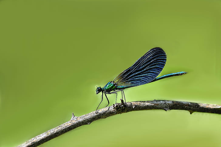 close up photo of Damselfly perched on brown twig, caballito, caballito, Caballito, del, diablo, close up, photo, Damselfly, nature, de campo, Zygoptera, macro, nikon, insect, animal, dragonfly, animal Wing, wildlife, summer, close-up, HD wallpaper