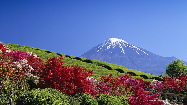 مزرعة الشاي ، جبل فوجي ، شيزوكا ، اليابان ، آسيا، خلفية HD