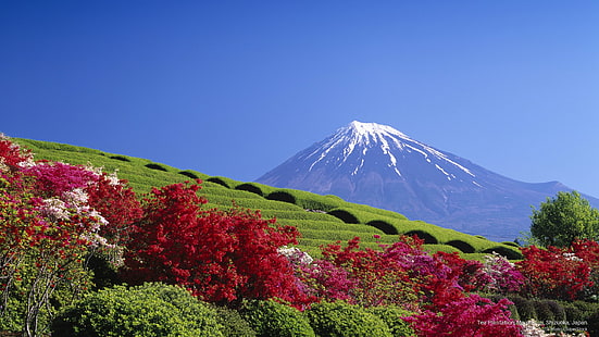 Tea Plantation, Mount Fuji, Shizuoka, Japan, Asia, HD wallpaper HD wallpaper