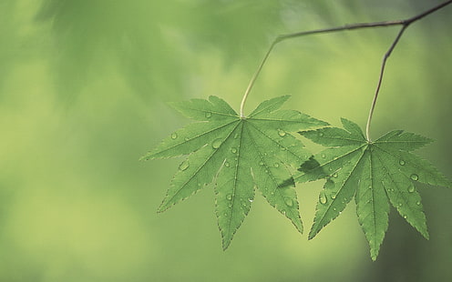 Makro, Natur, Blätter, Pflanzen, Wassertropfen, HD-Hintergrundbild HD wallpaper