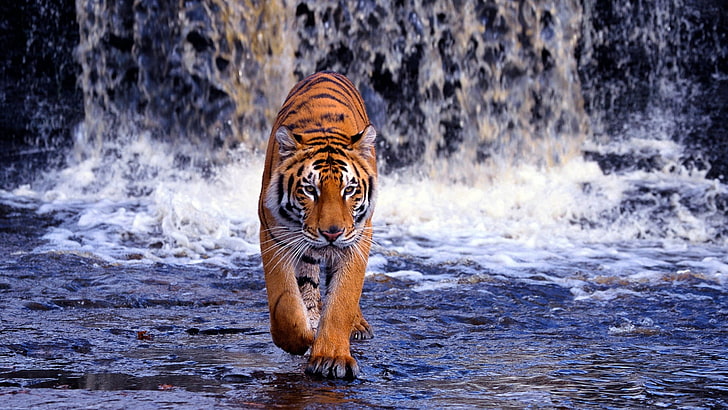 brown and black tiger, tiger, waterfall, walk, thin, big cat, HD wallpaper