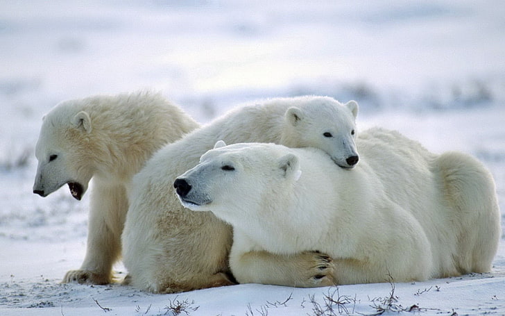 tre vita isbjörnar, björn, isbjörn, familj, vård, snö, HD tapet