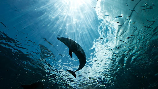 vatten, under vattnet, marint, solstråle, hav, strålar, hav, delfin, fridykning, solstrålar, fiskar, HD tapet HD wallpaper