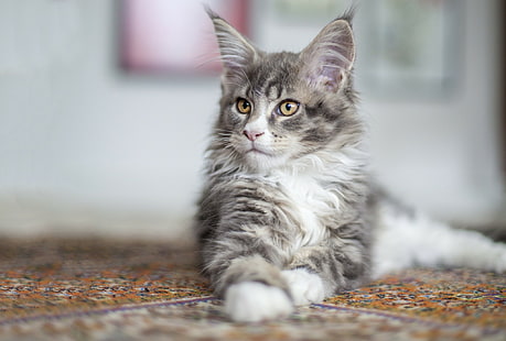 Chat, animaux, chat maine coon, animal, chat, animaux, chat maine coon, animal, 2048x1383, Fond d'écran HD HD wallpaper