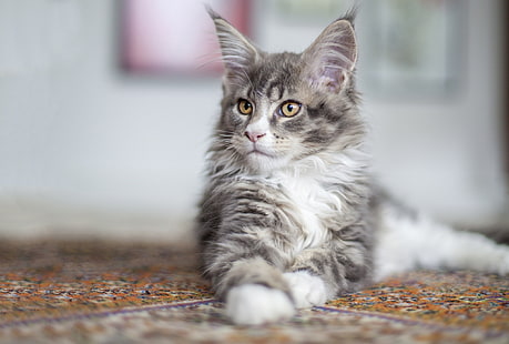 แมวสัตว์เมนคูน, วอลล์เปเปอร์ HD HD wallpaper