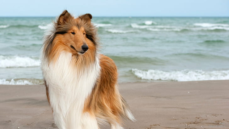 Collie, Dogs, HD wallpaper