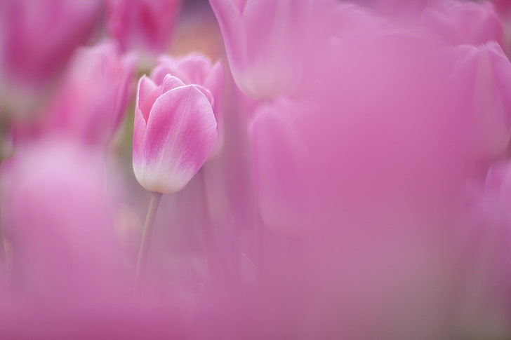 flowers, tulips, pink flowers, HD wallpaper
